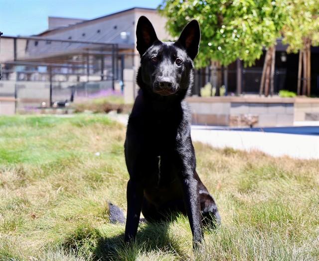 SHADOW, Adoptable, Young Male German Shepherd Dog.