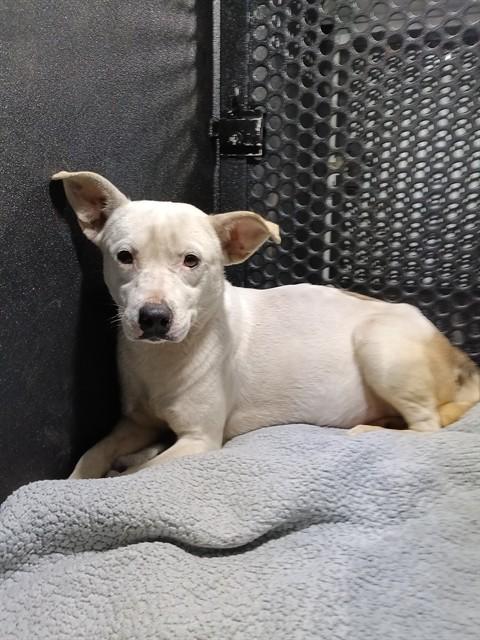 MARY LOU, Adoptable, Young Female Pit Bull Terrier & Mixed Breed.