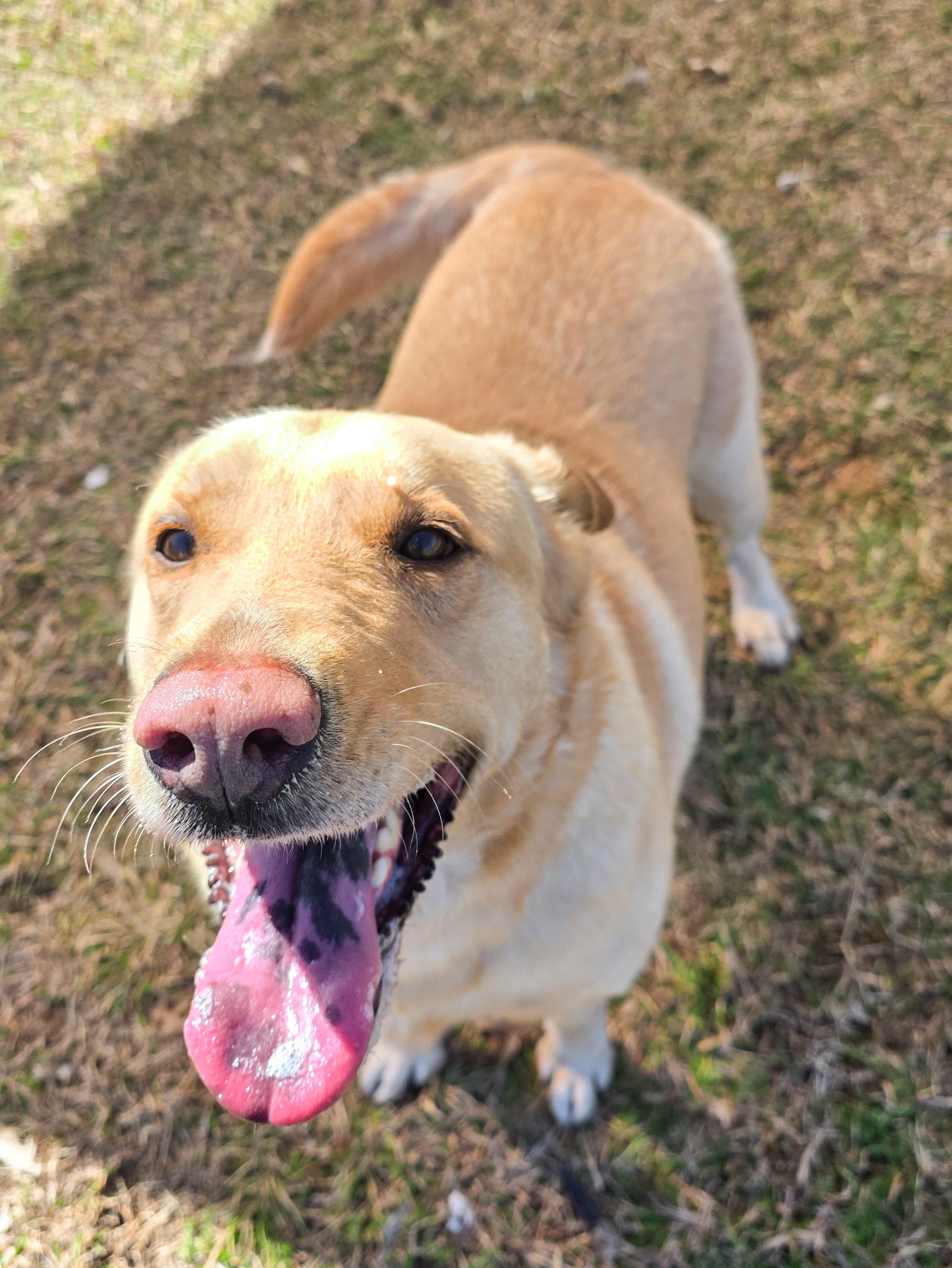 Enlarge Ashton, a Adoptable Yellow Labrador Retriever in Schaumburg, IL image 5/6