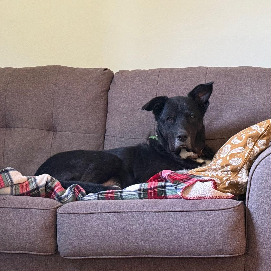 Reese, Adoptable, Senior Male Labrador Retriever.