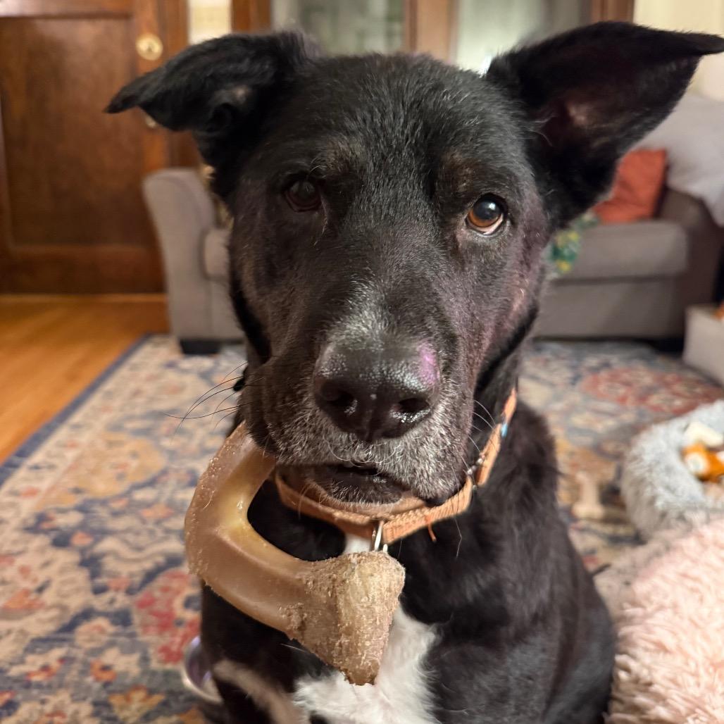 Enlarge Reese, a Adoptable Labrador Retriever in Crystal, MN image 2/4
