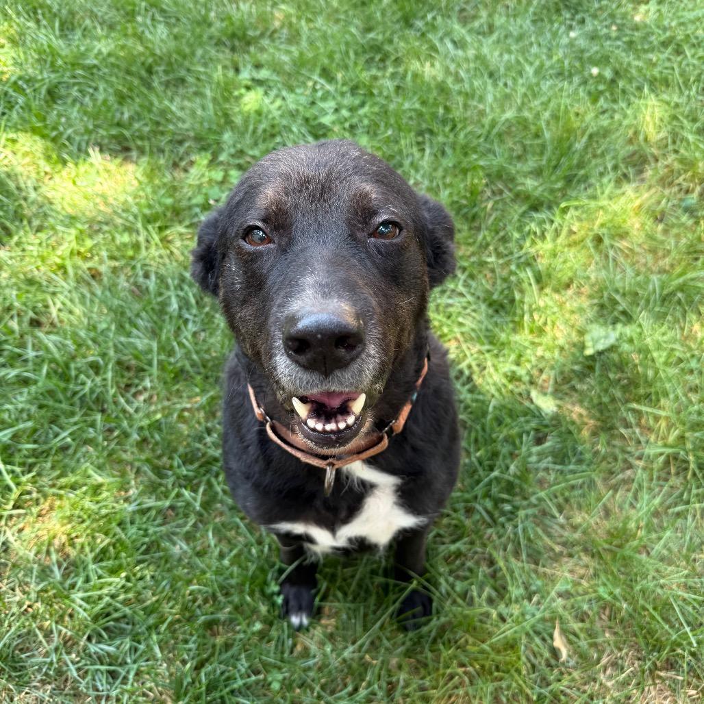 Enlarge Reese, a Adoptable Labrador Retriever in Crystal, MN image 3/4