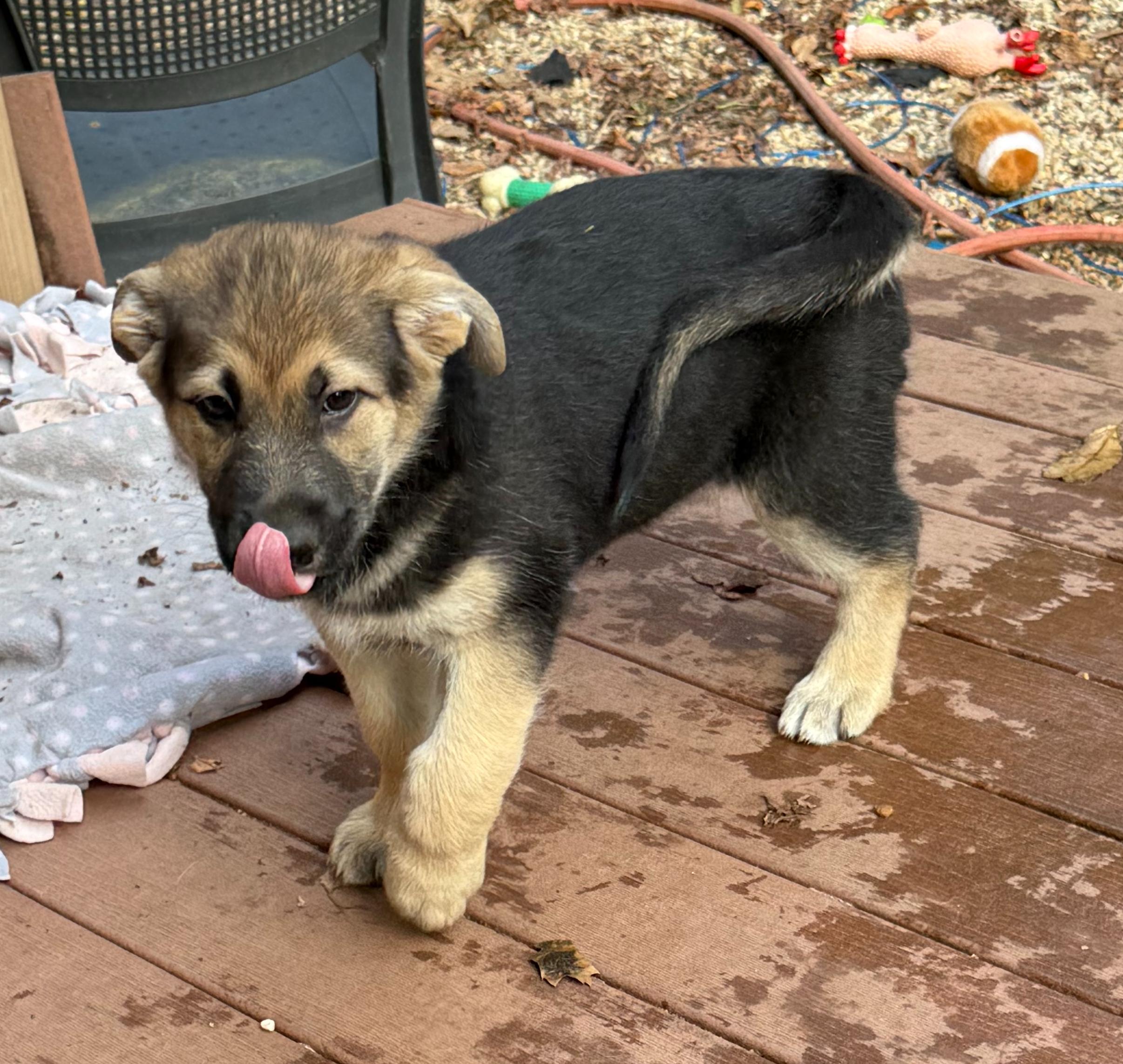 Enlarge Nilla (M), a Adoptable mixed breed in Sun Prairie, WI image 2/3
