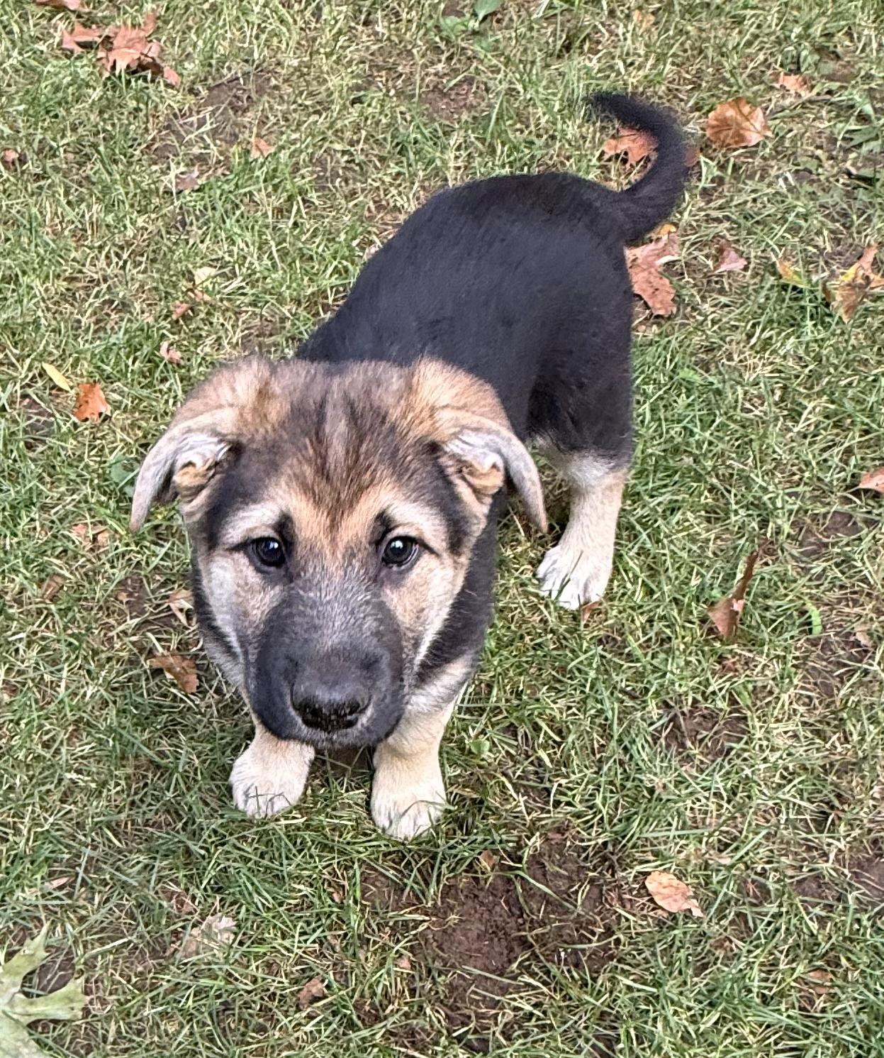 Enlarge Nilla (M), a Adoptable mixed breed in Sun Prairie, WI image 3/3