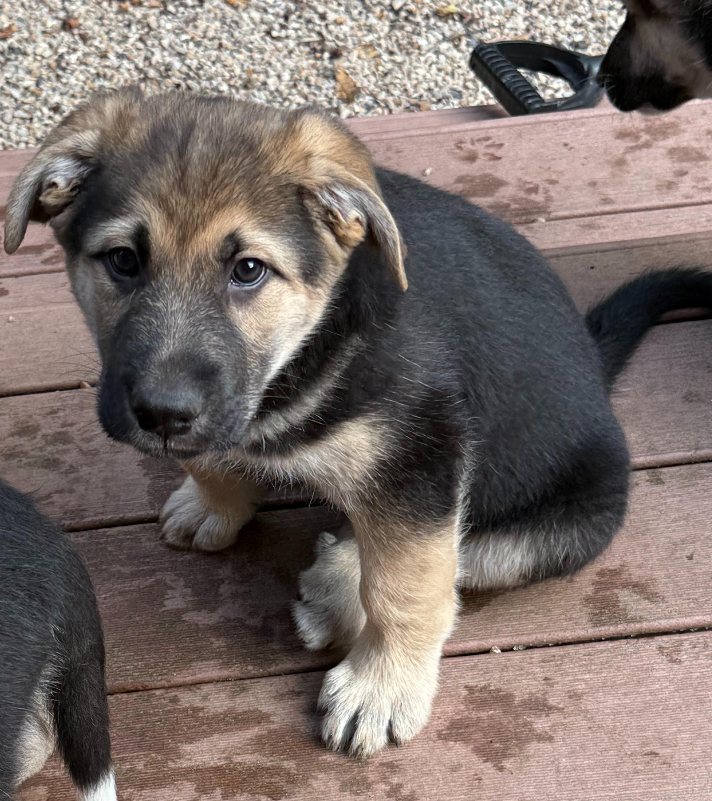 Enlarge Nilla (M), a Adoptable mixed breed in Sun Prairie, WI image 1/3