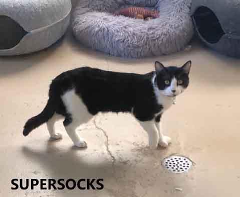 Supersocks is a 2-3 year old Tuxedo who is friendly playful good with other cats current on his v