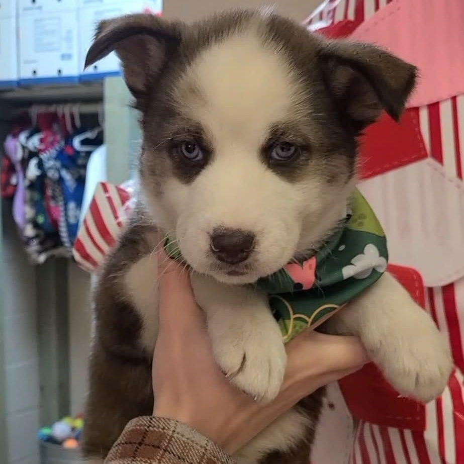 Applesauce, ADOPTABLE, Puppy Female Husky.