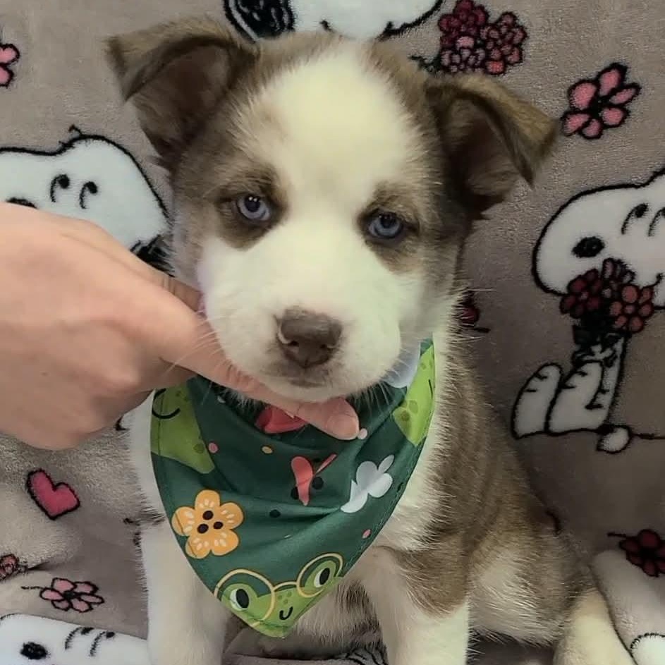 Applesauce, a ADOPTABLE mixed breed in Woolwich, ME image 2/3