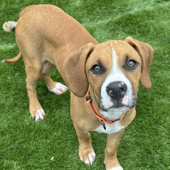 Enlarge Mixer, a Adoptable Mixed Breed in Racine, WI image 2/6