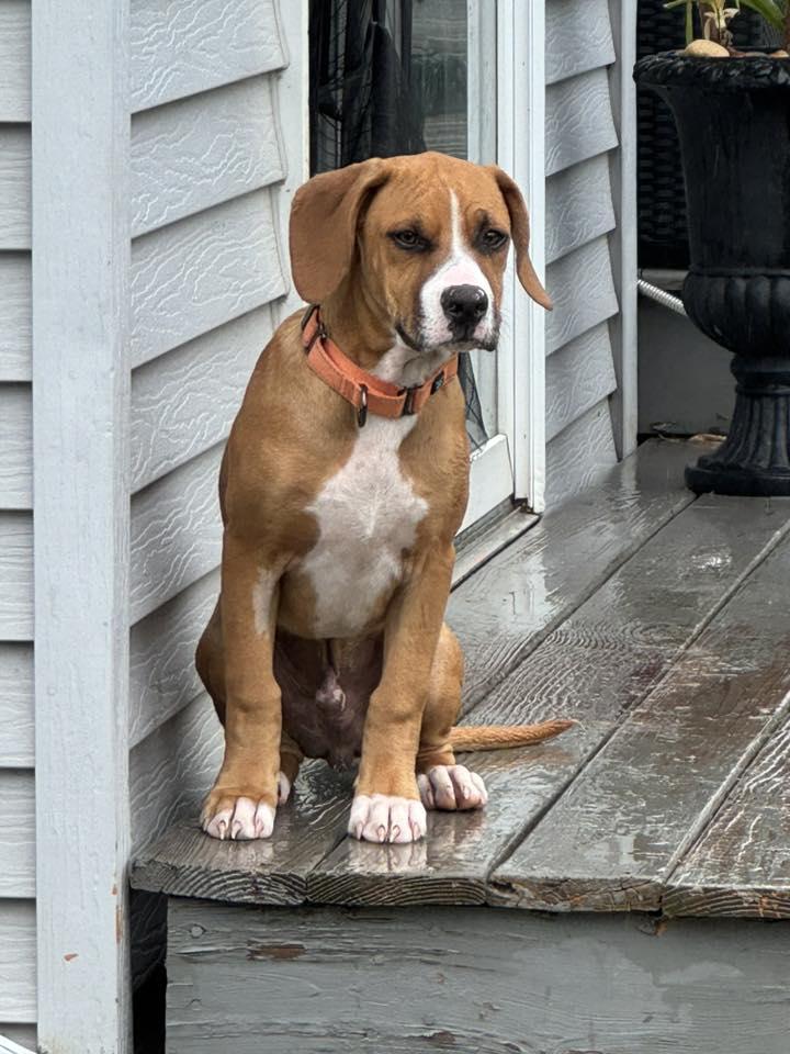 Enlarge Mixer, a Adoptable Mixed Breed in Racine, WI image 3/6