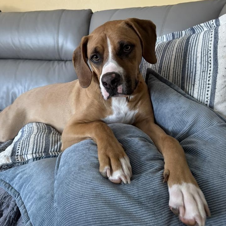 Mixer, Adoptable, Young Male Mixed Breed.