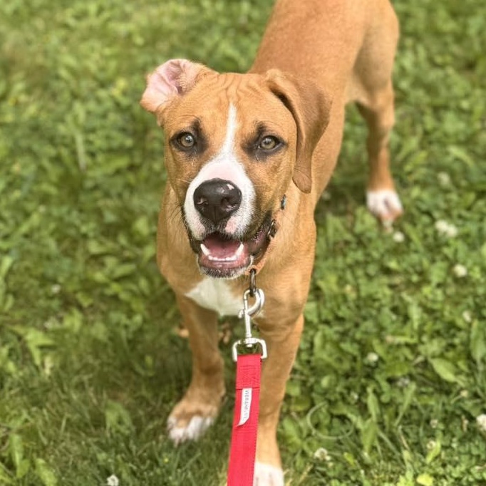 Enlarge Mixer, a Adoptable Mixed Breed in Racine, WI image 1/6