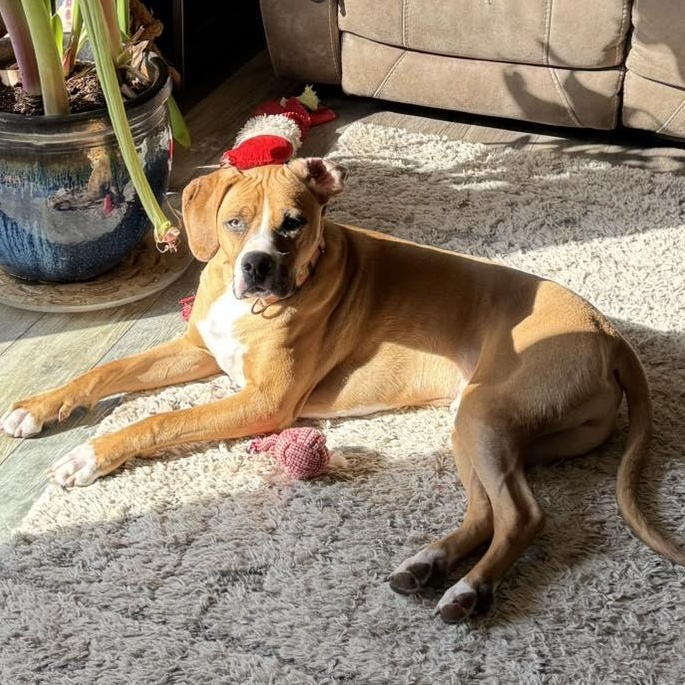 Mixer, a Adoptable Mixed Breed in Racine, WI image 5/6