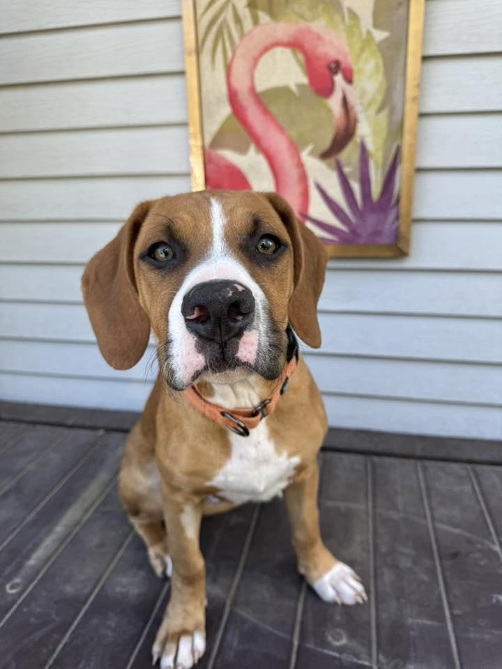 Enlarge Mixer, a Adoptable Mixed Breed in Racine, WI image 4/6