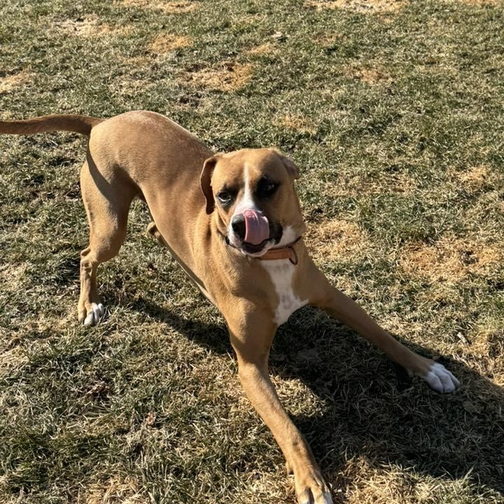 Mixer, a Adoptable Mixed Breed in Racine, WI image 6/6