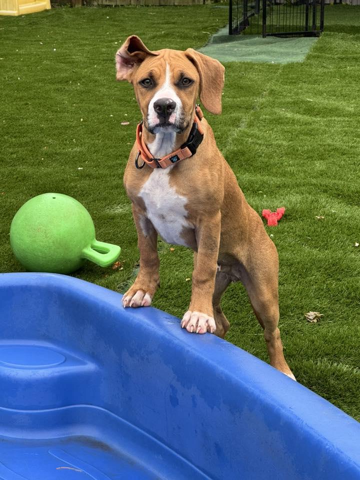 Enlarge Mixer, a Adoptable Mixed Breed in Racine, WI image 5/6