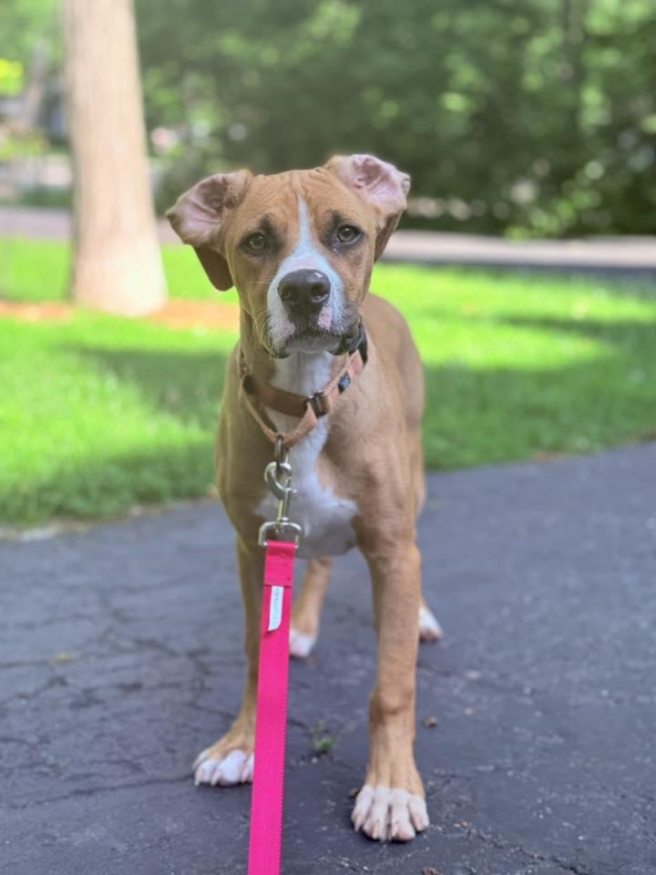 Enlarge Mixer, a Adoptable Mixed Breed in Racine, WI image 6/6
