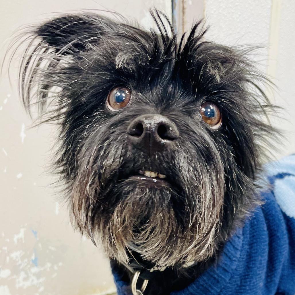 Enlarge Loki, a Adoptable mixed breed in Lebanon, MO image 1/2