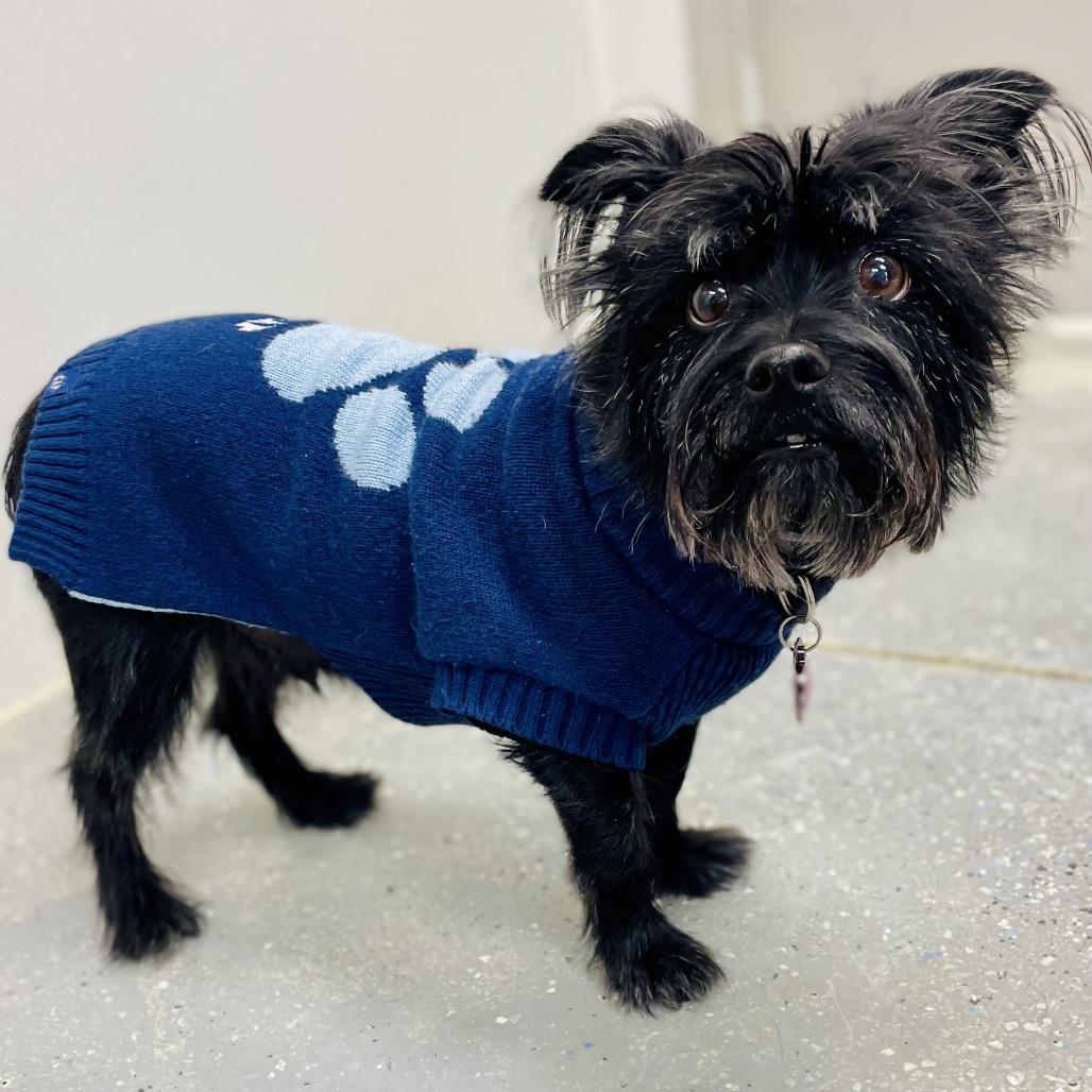 Enlarge Loki, a Adoptable mixed breed in Lebanon, MO image 2/2