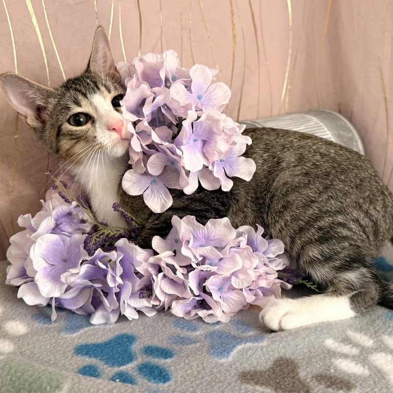 Enlarge Cyro, a Adoptable Domestic Short Hair in Brattleboro, VT image 4/5