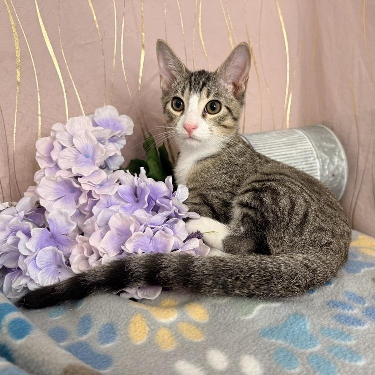 Enlarge Cyro, a Adoptable Domestic Short Hair in Brattleboro, VT image 3/5