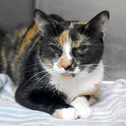 Stanley, adopted, Adult Female Domestic Short Hair.