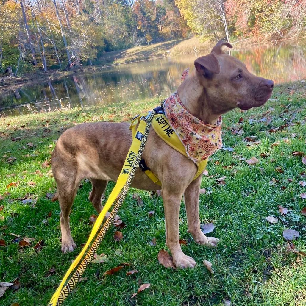 Evelynn, Adoptable, Young Female Mixed Breed.