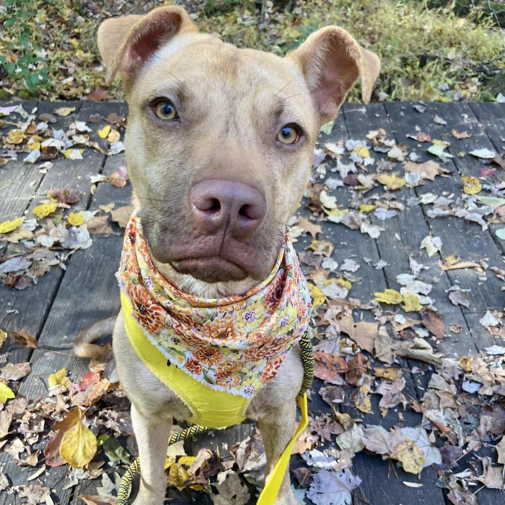 Enlarge Evelynn, a Adoptable Mixed Breed in Greensboro, NC image 2/6