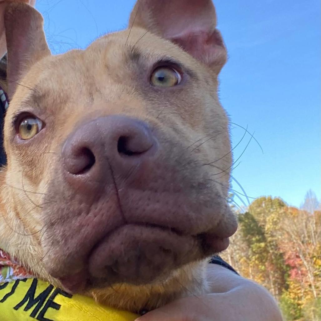 Enlarge Evelynn, a Adoptable Mixed Breed in Greensboro, NC image 4/6