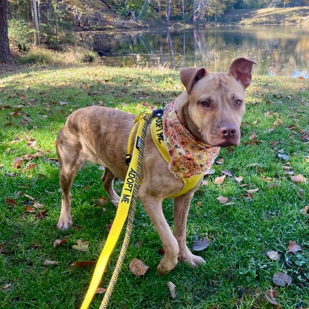 Enlarge Evelynn, a Adoptable Mixed Breed in Greensboro, NC image 5/6