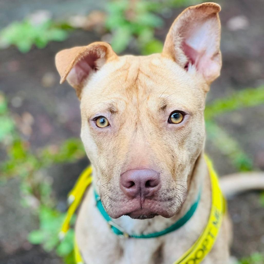 Enlarge Evelynn, a Adoptable Mixed Breed in Greensboro, NC image 6/6