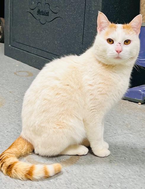 Enlarge Snow, an adopted American Shorthair in Belmont, NC image 1/2
