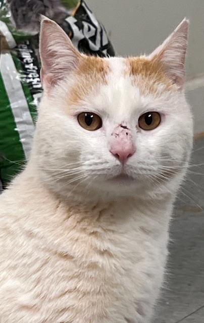 Enlarge Snow, an adopted American Shorthair in Belmont, NC image 2/2