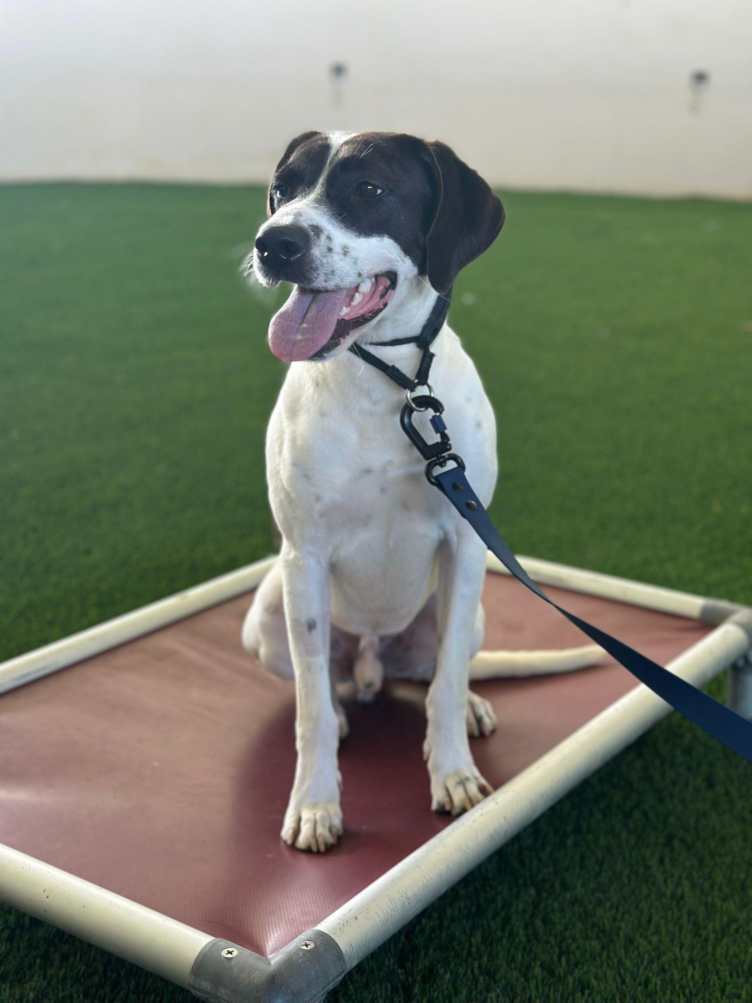 Enlarge Shenzi, a ADOPTABLE mixed breed in Brooklyn, NY image 5/5