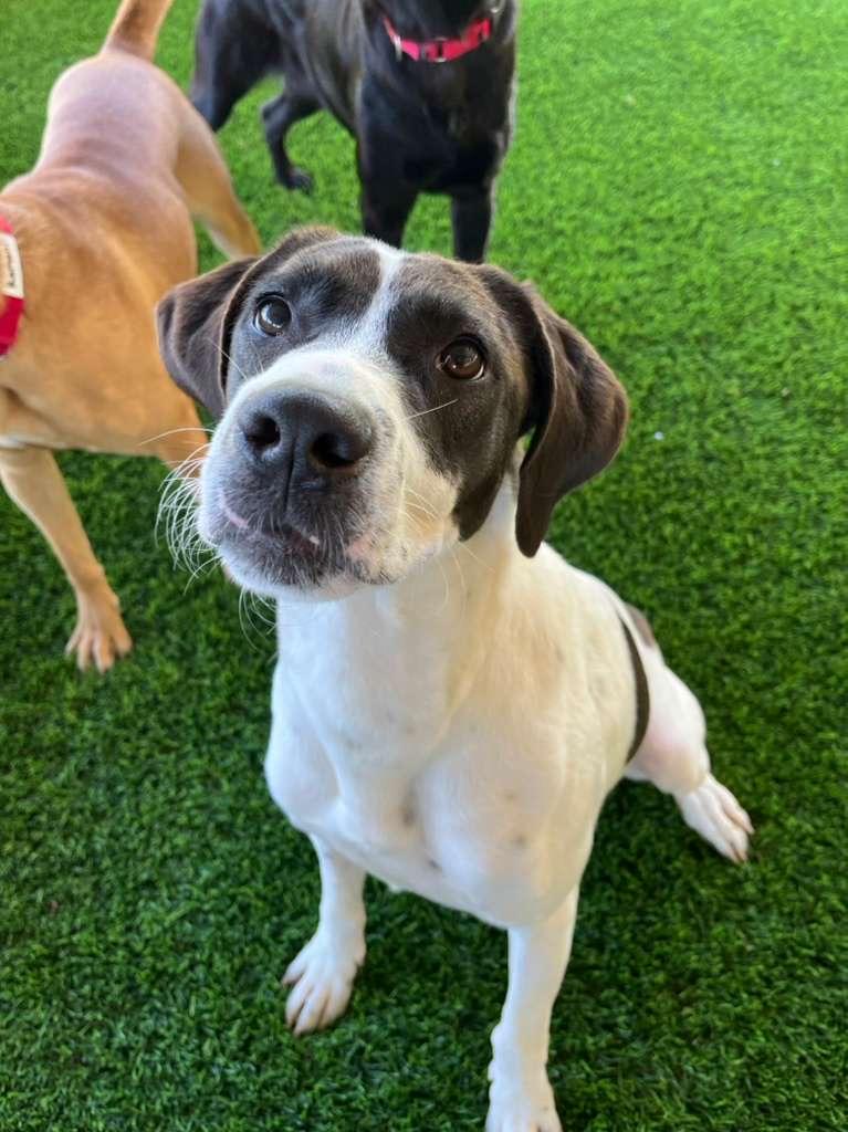 Enlarge Shenzi, a ADOPTABLE mixed breed in Brooklyn, NY image 3/5