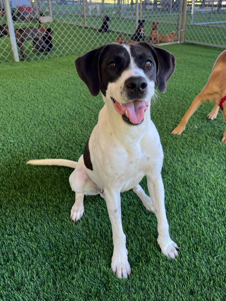 Shenzi, ADOPTABLE, Adult Male Mixed Breed.