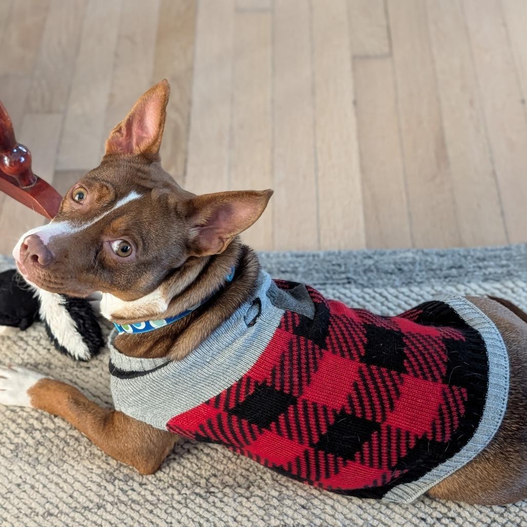 Noreen, Adoptable, Adult Female Feist.