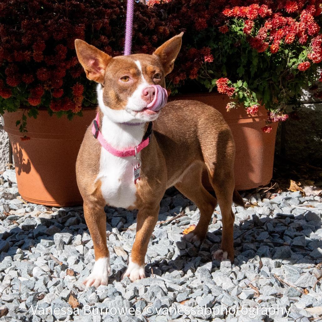 Noreen, a Adoptable Feist in Wake Forest, NC image 2/4