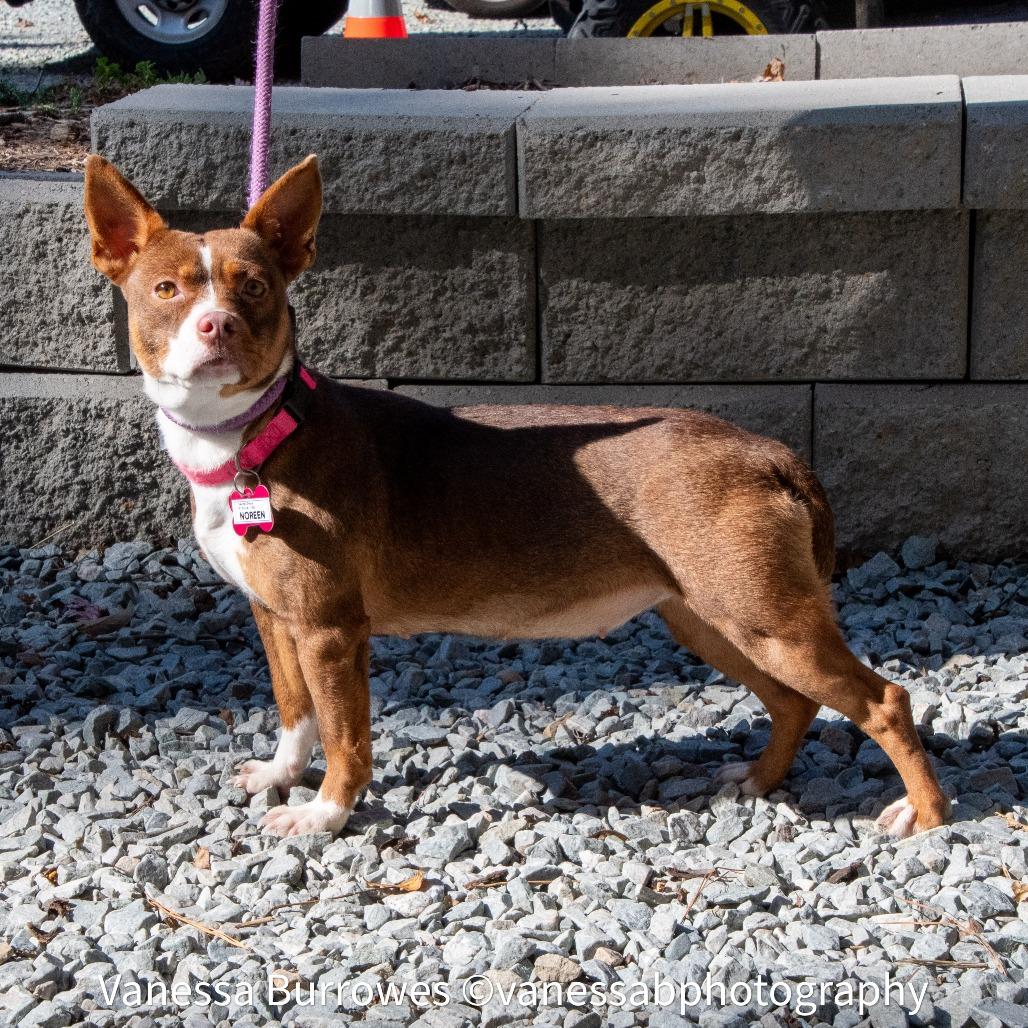 Noreen, a Adoptable Feist in Wake Forest, NC image 3/4
