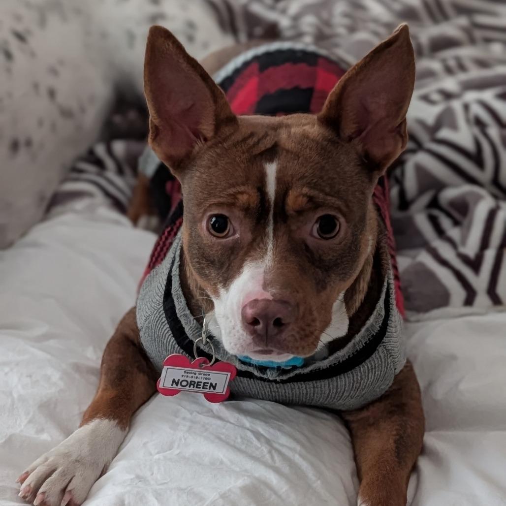 Noreen, a Adoptable Feist in Wake Forest, NC image 4/4