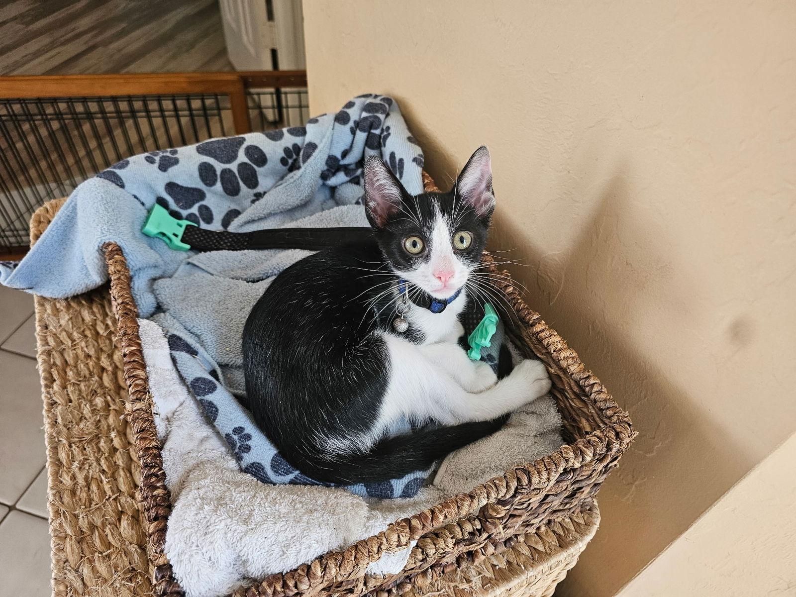 Erica, Adopted, Young Female Domestic Short Hair.