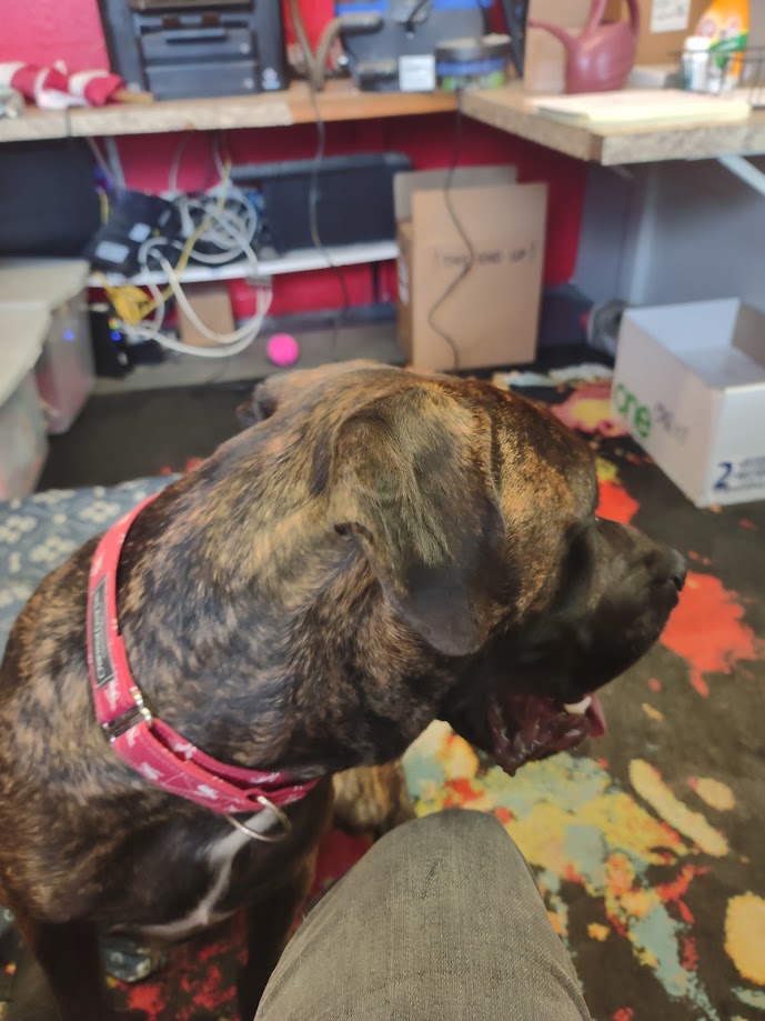 Enlarge Baylor, a Adoptable Mastiff image 3/6