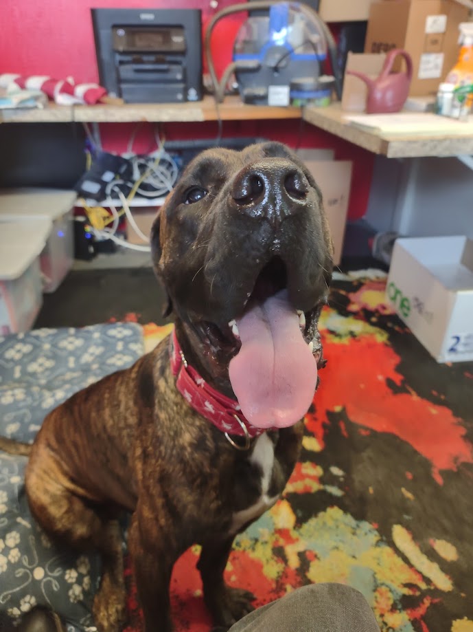 Enlarge Baylor, a Adoptable Mastiff image 5/6