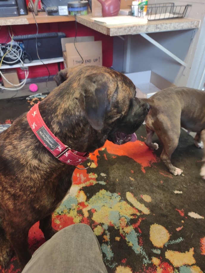 Enlarge Baylor, a Adoptable Mastiff image 6/6