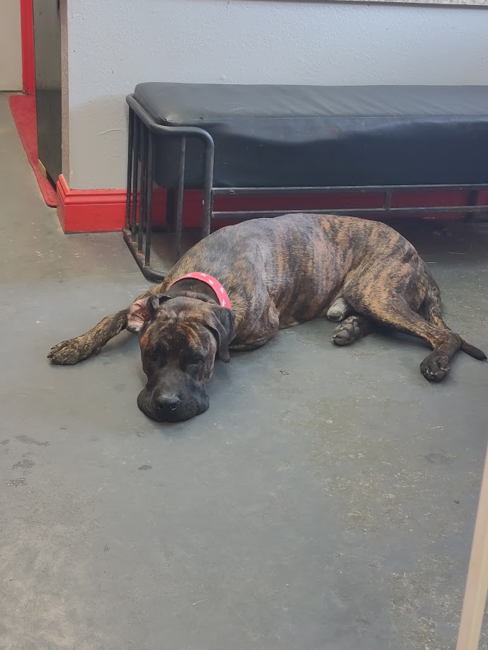 Enlarge Baylor, a Adoptable Mastiff image 2/6