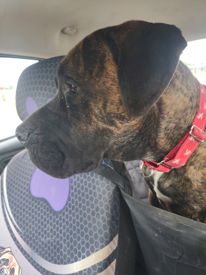 Enlarge Baylor, a Adoptable Mastiff image 4/6