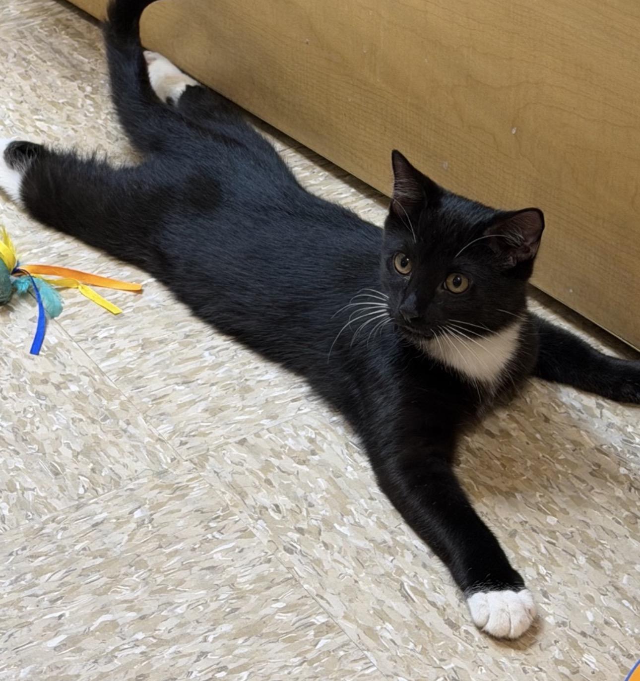 Enlarge Kokomo, an adopted mixed breed in Sunset Valley, TX image 2/2