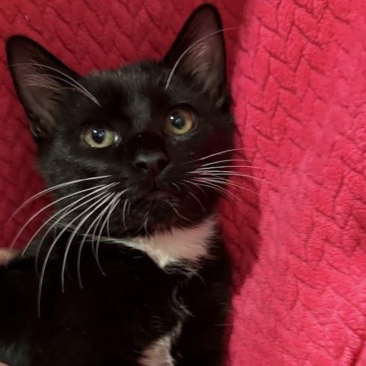 Enlarge Kokomo, an adopted mixed breed in Sunset Valley, TX image 1/2