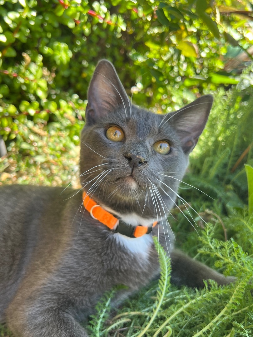 Shade, a Adoptable Domestic Short Hair in San Jose, CA image 6/6