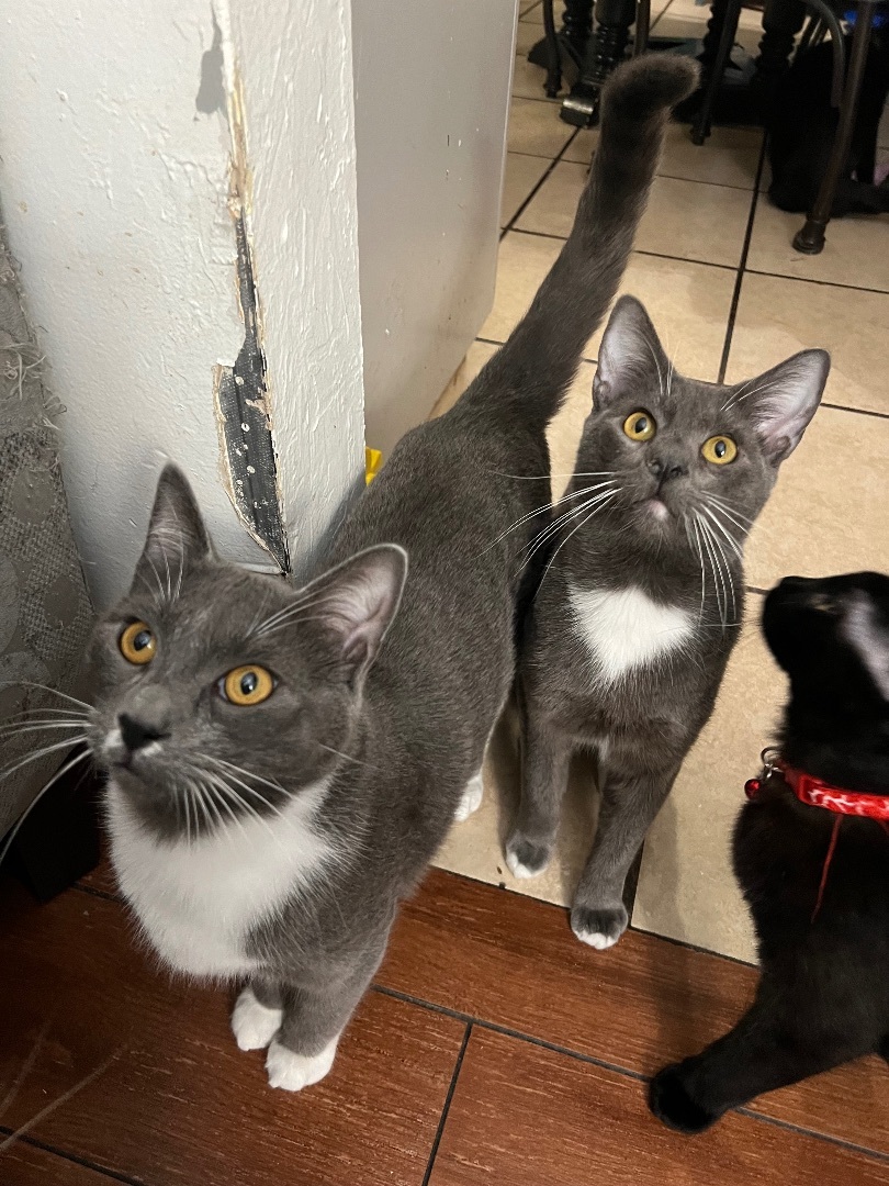 Shade, a Adoptable Domestic Short Hair in San Jose, CA image 4/6